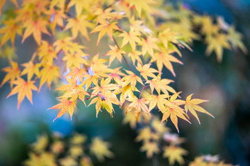 紅葉　秋イメージ