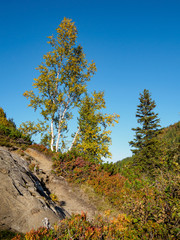 Birke, Fels und Herbst im Gebirge 2