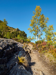 Birke, Fels und Herbst im Gebirge 1