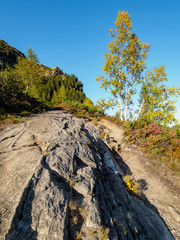 Fels, Birke und Herbst im Gebirge