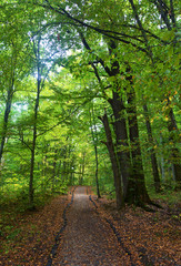 an alley through the green forest