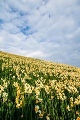 水仙の花　初春イメージ