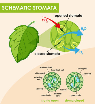 Diagram showing schematic stomata
