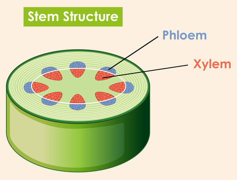 Diagram showing stem structure