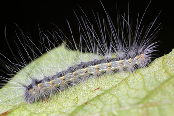 caterpillar is in the natural environment