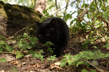 British black cat
