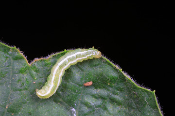 Meat insects in the natural environment