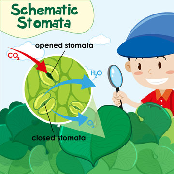 Diagram showing schematic stomata with boy in garden