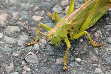 Fototapeta premium Grande sauterelle verte