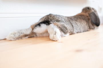 Sweet bunny captured from behind lying on a wooden floor hanging out