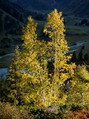 Birken im Herbstlicht