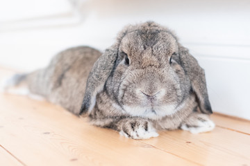 Sweet bunny captured from the upper front lying on a wooden floor hanging out