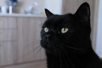 British black cat