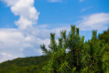 Fir tree brunch close up. Shallow focus. Fluffy fir tree brunch close up. Christmas wallpaper concept. Copy space.