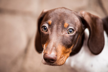 puppy dog portrait stone background 