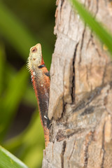 oriental garden lizard, bloodsucker or changeable lizard (Calotes versicolor)