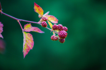 Blackberry on a branch in garden. Ripe blackberry on a branch in garden