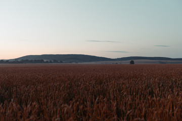 Noised Field of ripe wheat at sunset. Landscape with a field of ripe wheat at sunset