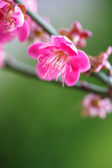 Fototapeta na wymiar 紅梅　初春の和風イメージ