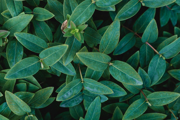 The concept of leaves of Hypericum calycinum, abstract dark green surface, natural background. Nature concept.