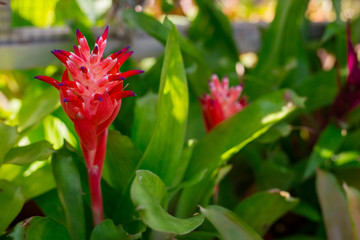 Obraz premium Blooming red ginger, Alpinia purpurata. red flower head in a green garden. flower background for decoration. Close up shot