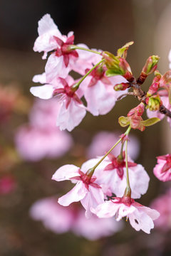 桜の花 春イメージ © TOMO