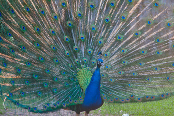 Naklejka premium Pfau beim Rad schlagen