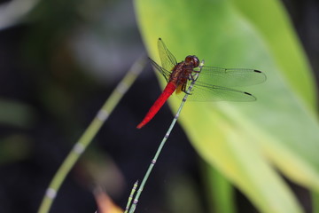 Libelle