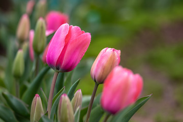 チューリップの花　春イメージ