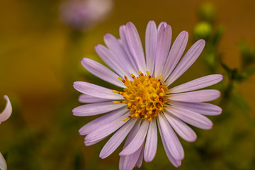 Obraz premium Even small flowers have their own charm. All beauty reveals macro photography.