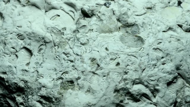 Baltic limestone with fossils on turn table