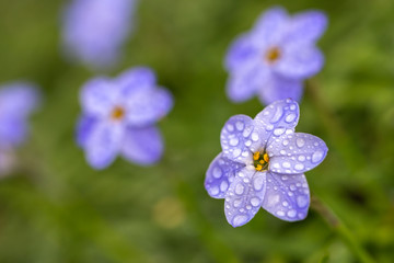 Obraz premium ハナニラの花