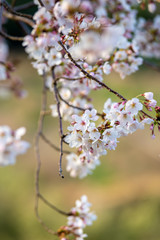 桜の花　春イメージ
