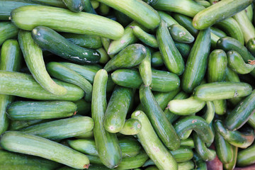 A pile of fresh green cucumbers 