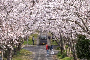 Fototapeta na wymiar 桜のアーチ　春イメージ