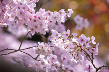 桜の花　春イメージ