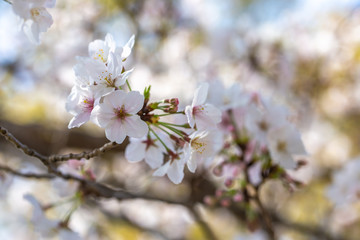 桜の花　春イメージ