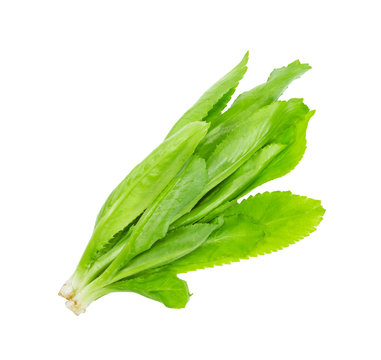 culantro isolated on white background