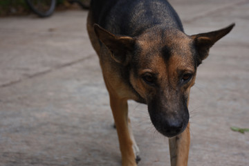 dog in front of white background