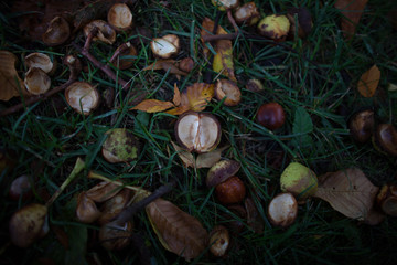 autumn leaves on grass
