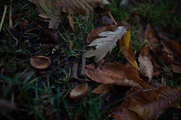 leaf on the ground