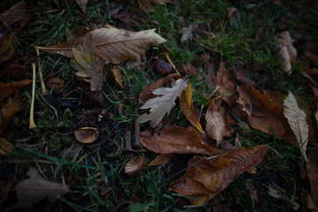 leaves on the ground
