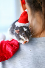 Christmas grey and white rat in the red cap of Santa Claus - a symbol of the new year 2020 sits on the shoulder of the girl and nibbles a nut