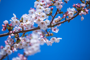 桜の花　春イメージ