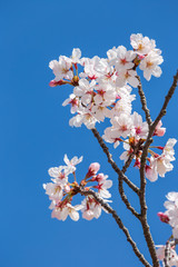 桜の花　春イメージ