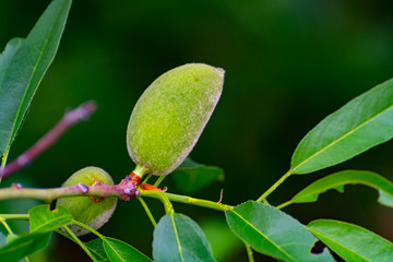 Young green almond nuts riping on almond tree