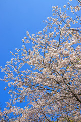 桜の花　春イメージ