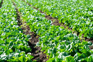 Farm field with rows of young sprouts of green romaine lettuce growing outside under greek sun.