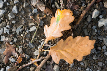 Herbstlaub Eiche