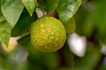 Citrus fruits of sour orange bergamot riping on blossoming thee